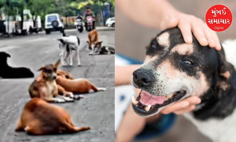 Rules to follow to keep a pet dog in Gandhinagar: Know which 14 rules you have to follow?