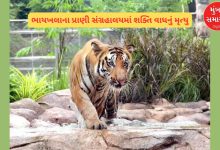 Shakti the tiger dies at Byculla zoo The municipal administration remained silent on the death for eight days