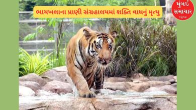 Shakti the tiger dies at Byculla zoo The municipal administration remained silent on the death for eight days