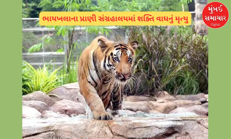 Shakti the tiger dies at Byculla zoo The municipal administration remained silent on the death for eight days