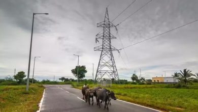 ગુજરાતના છ જિલ્લાને રવિ પાક માટે મળશે વધારાની વીજળી, ક્યા વિસ્તારોને થશે લાભ