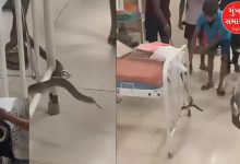 Snake emerges from patient's bag at Thane Civil Hospital: Chaos in the premises