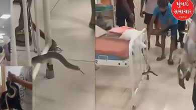 Snake emerges from patient's bag at Thane Civil Hospital: Chaos in the premises