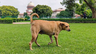 સુ્પ્રીમ કોર્ટનો મોટો ચુકાદોઃ રસ્તા અને હાઈવે પરથી રખડતા જાનવરોને હટાવવાનો આદેશ