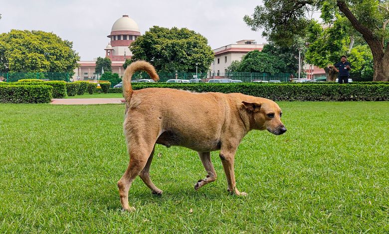 સુ્પ્રીમ કોર્ટનો મોટો ચુકાદોઃ રસ્તા અને હાઈવે પરથી રખડતા જાનવરોને હટાવવાનો આદેશ