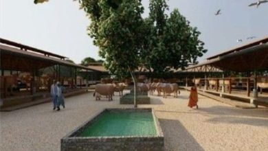 ઐતિહાસિક વડનગર હવે વૈશ્વિક પ્રવાસન નકશા પર: ₹૧૫ કરોડના ખર્ચે દેશનો પ્રથમ 'વૃંદાવન ગૌચર પાર્ક' બનશે!