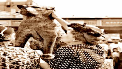 ભાત ભાત કે લોગઃ વફાદાર શ્વાન અળખામણો કેમ થાય છે?