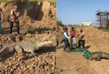 bullet train site crocodile vadodara rescue