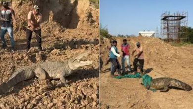 bullet train site crocodile vadodara rescue