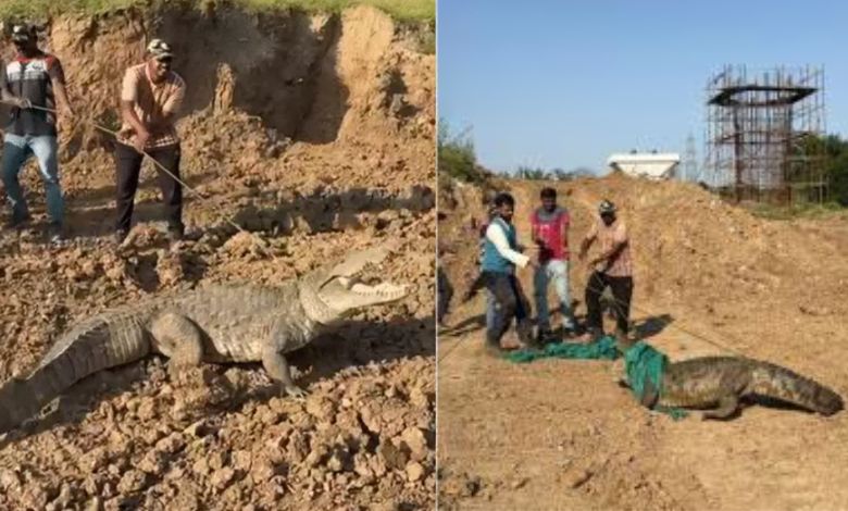 bullet train site crocodile vadodara rescue