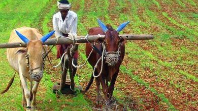 ગુજરાત સરકારે ખેડૂતો માટે શું લીધો વધુ એક મોટો નિર્ણય? જાણો વિગત પિયત અને બિનપિયત બંને પાકોમાં ખેડૂતોને એક સમાન રૂ. ૨૨,૦૦૦ સહાય ચૂકવવામાં આવશે