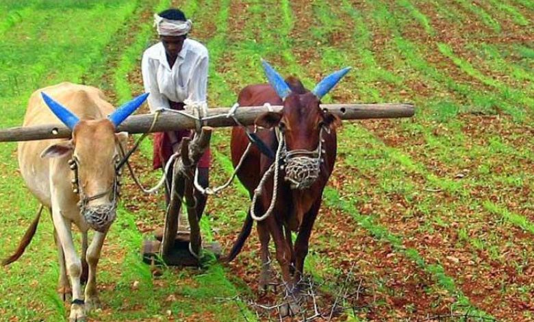 ગુજરાત સરકારે ખેડૂતો માટે શું લીધો વધુ એક મોટો નિર્ણય? જાણો વિગત પિયત અને બિનપિયત બંને પાકોમાં ખેડૂતોને એક સમાન રૂ. ૨૨,૦૦૦ સહાય ચૂકવવામાં આવશે