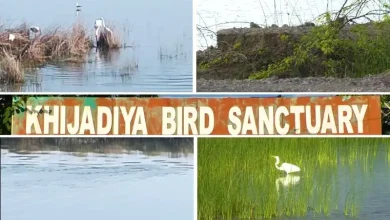 Jamnagar's Khijdia Bird Sanctuary is a center of attraction for tourists, migratory birds come from all over the world.