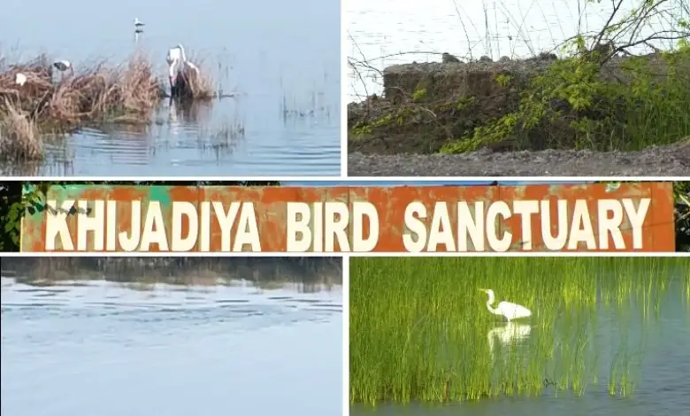 Jamnagar's Khijdia Bird Sanctuary is a center of attraction for tourists, migratory birds come from all over the world.