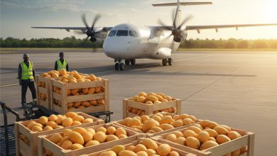 કેશોદ એરપોર્ટથી સીધી ઉડાન ભરશે સૌરાષ્ટ્રની સુગંધી 'કેસર' કેરી!, નિકાસ માટે બનાવાશે ખાસ કાર્ગો સુવિધા