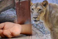 A five-year-old boy was killed by a lioness in Amreli's Bagasara.