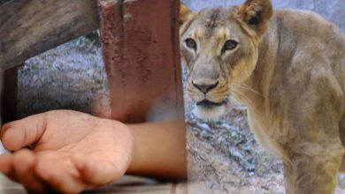 A five-year-old boy was killed by a lioness in Amreli's Bagasara.