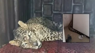 A leopard suddenly entered a house in Bhandewadi area of ​​Nagpur.