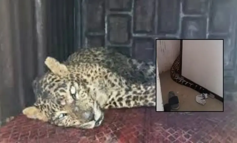 A leopard suddenly entered a house in Bhandewadi area of ​​Nagpur.