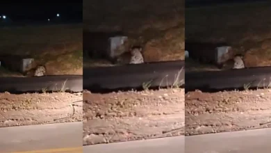 પુણે એરપોર્ટ નજીક દીપડો દેખાયો, મુરલીધર મોહોળ ટેકનોલોજીની મદદ લેવાનો નિર્દેશ આપતા