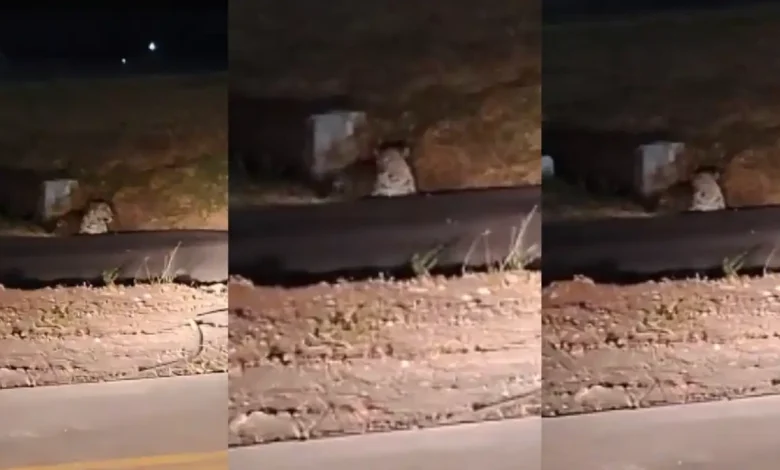 પુણે એરપોર્ટ નજીક દીપડો દેખાયો, મુરલીધર મોહોળ ટેકનોલોજીની મદદ લેવાનો નિર્દેશ આપતા