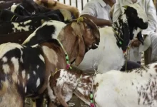 રાજકોટમાં પશુબલિ અટકાવ્યા પછી બચાવેલા ઘેટાં અને બકરાંને પોલીસ અને જીવદયા ટ્રસ્ટના કાર્યકરો લઈ જઈ રહ્યા છે.