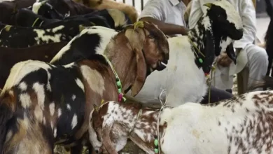 રાજકોટમાં પશુબલિ અટકાવ્યા પછી બચાવેલા ઘેટાં અને બકરાંને પોલીસ અને જીવદયા ટ્રસ્ટના કાર્યકરો લઈ જઈ રહ્યા છે.