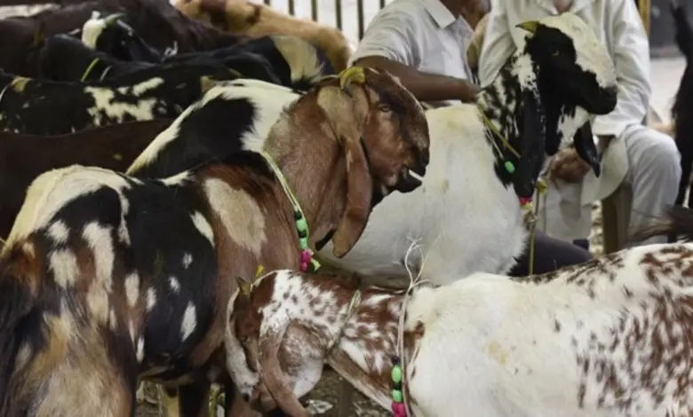 રાજકોટમાં પશુબલિ અટકાવ્યા પછી બચાવેલા ઘેટાં અને બકરાંને પોલીસ અને જીવદયા ટ્રસ્ટના કાર્યકરો લઈ જઈ રહ્યા છે.