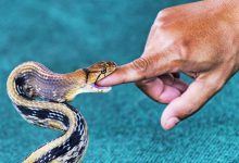 Increase in number of snakebites in Ahmedabad, half of the cases reported this year