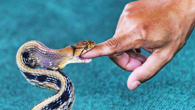 Increase in number of snakebites in Ahmedabad, half of the cases reported this year