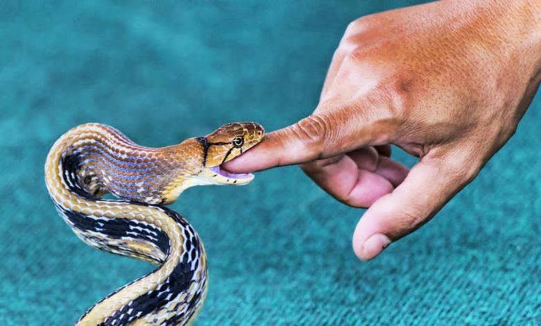 Increase in number of snakebites in Ahmedabad, half of the cases reported this year