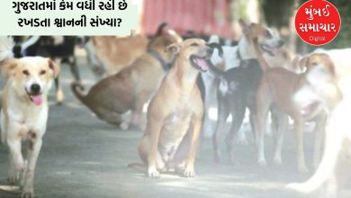 ગુજરાતમાં રખડતા શ્વાનની સંખ્યા 8.50 લાખને પારઃ દેશમાં નવમા ક્રમે