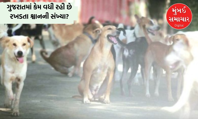 ગુજરાતમાં રખડતા શ્વાનની સંખ્યા 8.50 લાખને પારઃ દેશમાં નવમા ક્રમે