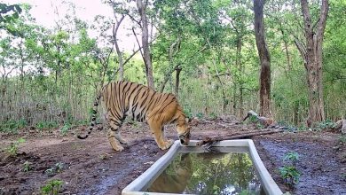 'Tiger Returns' in Gujarat: Tiger now present along with lion, leopard, the only state in the country to have all three wild animals