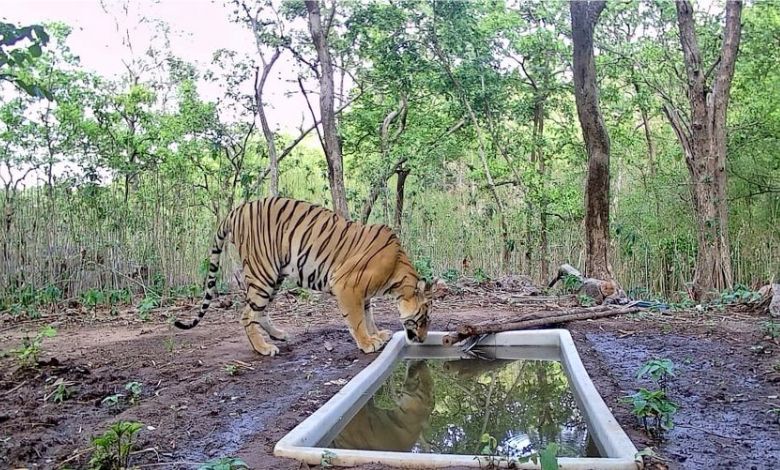 'Tiger Returns' in Gujarat: Tiger now present along with lion, leopard, the only state in the country to have all three wild animals