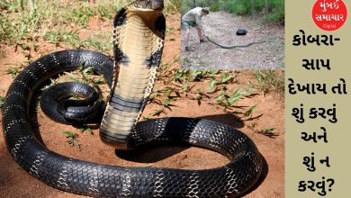 Snakes and pythons will come out of the forest in winter: Don't be scared, do this