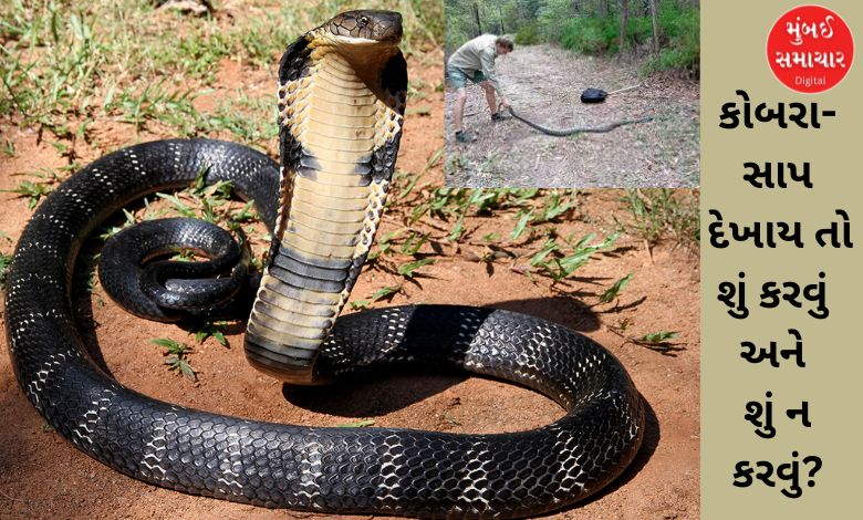 Snakes and pythons will come out of the forest in winter: Don't be scared, do this