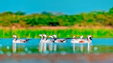 Arrival of world-famous migratory birds in India