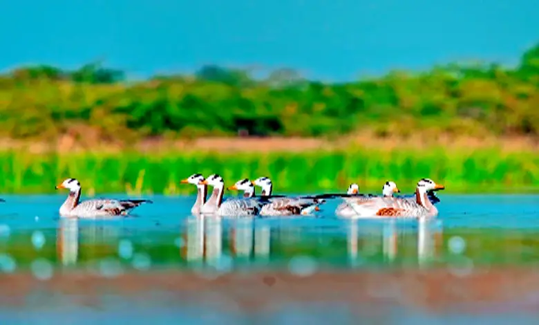Arrival of world-famous migratory birds in India