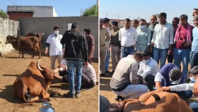 કોટડાસાંગાણીની ગૌશાળામાં મૃત ગાયો અને તપાસ કરતા સરકારી અધિકારીઓ