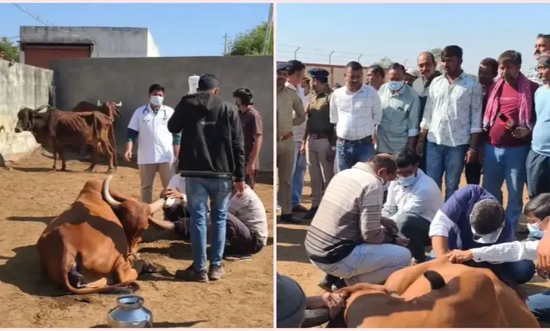 કોટડાસાંગાણીની ગૌશાળામાં મૃત ગાયો અને તપાસ કરતા સરકારી અધિકારીઓ