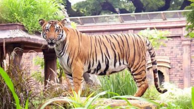 ભાયખલાના પ્રાણીબાગ બે વાઘના મોત બાદ પ્રશાસન હરકતમાં: પ્રશાસનની બેદરકારી સામે સેન્ટ્રલ ઝૂ ઓથોરિટીમાં ફરિયાદ કરવાની ભાજપના કાર્યકર્તાની ચીમકી