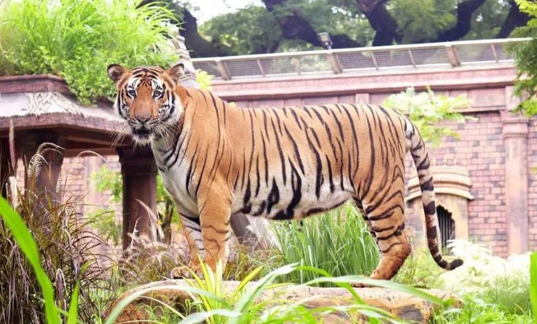 ભાયખલાના પ્રાણીબાગ બે વાઘના મોત બાદ પ્રશાસન હરકતમાં: પ્રશાસનની બેદરકારી સામે સેન્ટ્રલ ઝૂ ઓથોરિટીમાં ફરિયાદ કરવાની ભાજપના કાર્યકર્તાની ચીમકી