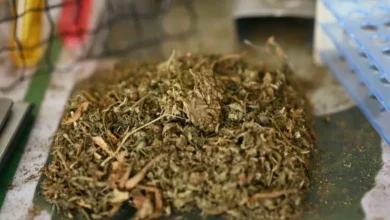 અમદાવાદ પોલીસ અને SMC દ્વારા જપ્ત કરાયેલું ડ્રગ્સ અને પકડાયેલા આરોપીઓ.