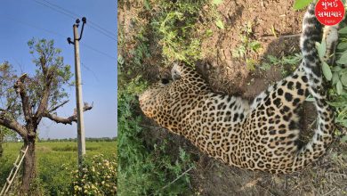 દીપડાને ઇલેક્ટ્રીક શોક લાગતા થયું મોત: અમરેલીમાં એક અઠવાડિયામાં વન્યજીવના મોતની બીજી ઘટના