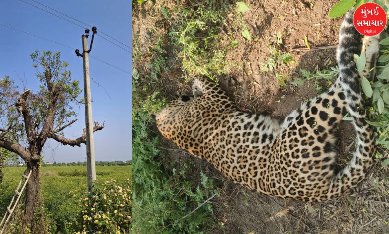 દીપડાને ઇલેક્ટ્રીક શોક લાગતા થયું મોત: અમરેલીમાં એક અઠવાડિયામાં વન્યજીવના મોતની બીજી ઘટના