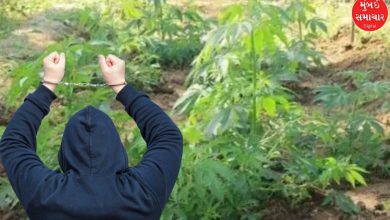 Police and ATS officers seize marijuana plants worth ₹1 crore from a farm in Jalna district