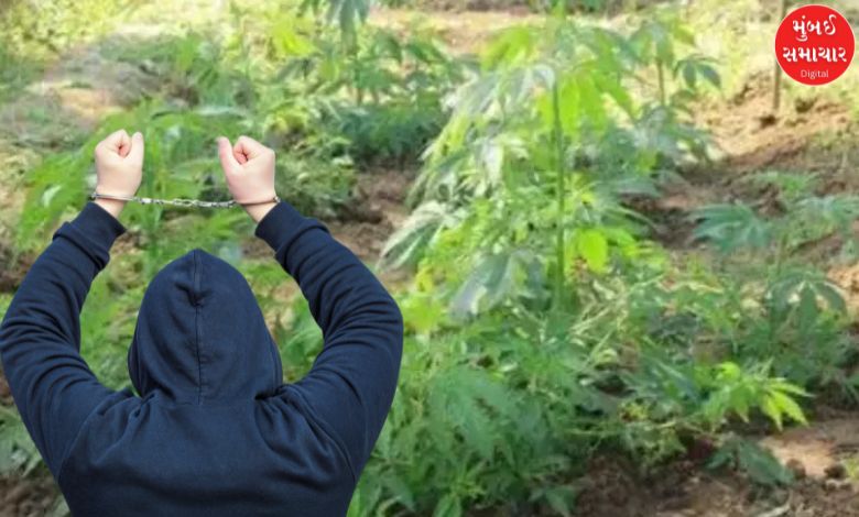 Police and ATS officers seize marijuana plants worth ₹1 crore from a farm in Jalna district