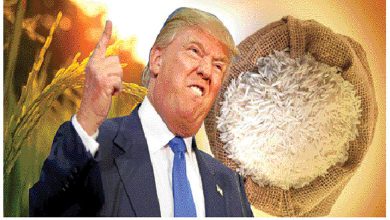 ડોનલ્ડ ટ્રમ્પ અને ભારતીય બાસમતી ચોખાના નિકાસના જથ્થાનું પ્રતીકાત્મક ચિત્ર.
