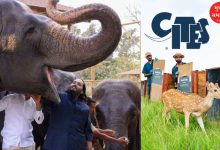CITES Raises Questions on India Wildlife Imports